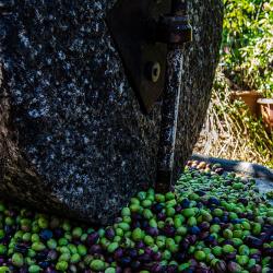 Latmos Travel - Hands-on Olive Harvesting 10
