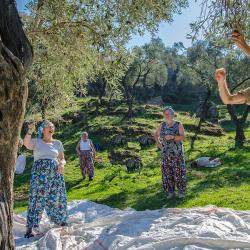Latmos Travel - Hands-on Olive Harvesting 07