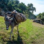 Latmos Travel - Donkey Trekking 04