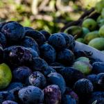 Latmos Travel - Hands-on Olive Harvesting 08
